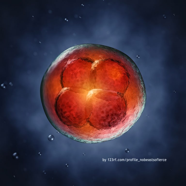 Schwangerschaft 1 Trimester